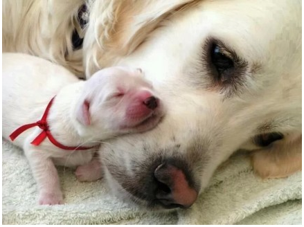Newborn Puppy (and Mama)