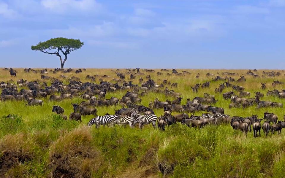 wildebeest and zebra - Getty