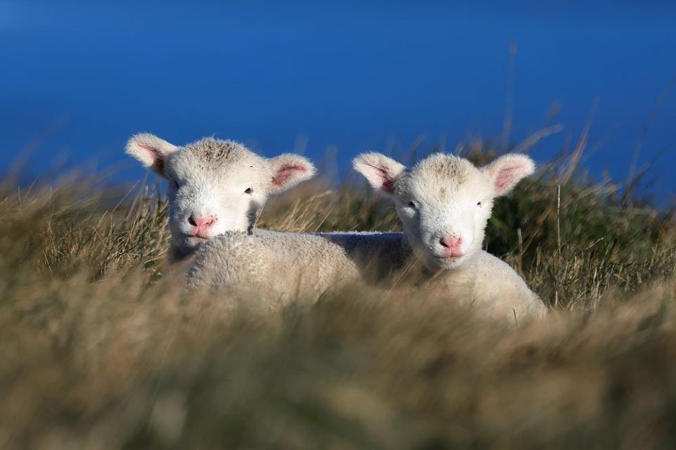 Two lambs