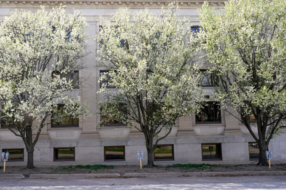 A row of Bradford pear trees are seen transitioning from their white flowers to green leafs on the side of a building at 300 S.W. 8th Avenue. Some organizations are working to eradicate the invasive Bradford pear trees.