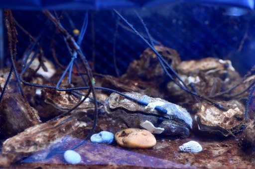 By measuring how quickly an oyster's valves open and close, scientists can be alerted to minute levels of hydrocarbons in the water