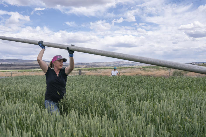 Erika DuVal moves an irrigation pipe through a field of triticale, one of the few crops her family was able to plant this year due to the water shortage, on Wednesday, June 9, 2021, in Tulelake, Calif. The DuVal family has farmed the land near the California-Oregon border for three generations, and this summer for the first time ever, they and hundreds of others who rely on irrigation from a depleted, federally managed lake aren't getting any water from it at all. (AP Photo/Nathan Howard)