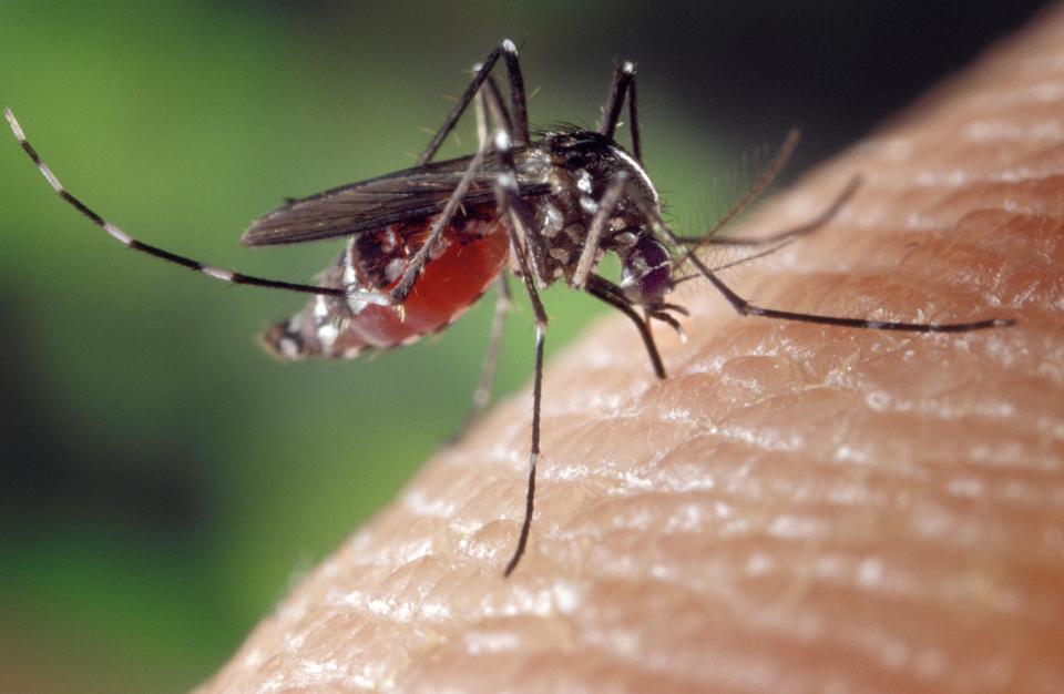 A mosquito feeding on a human host