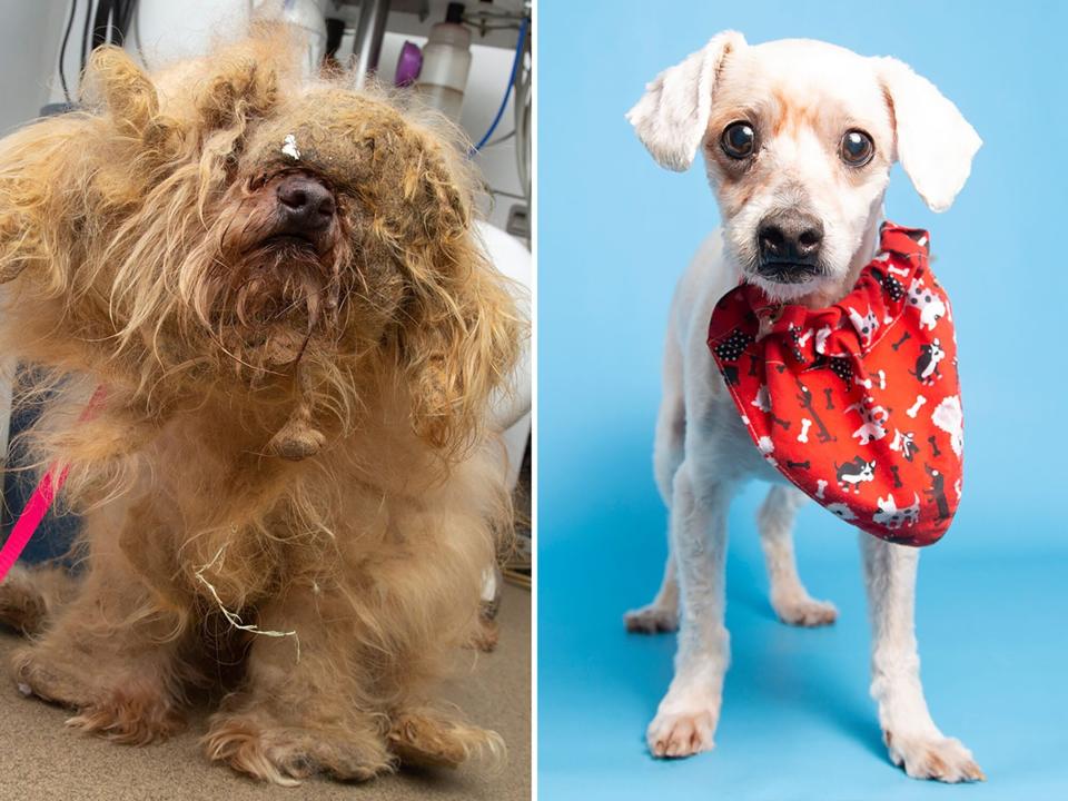 before and after grooming images of JD