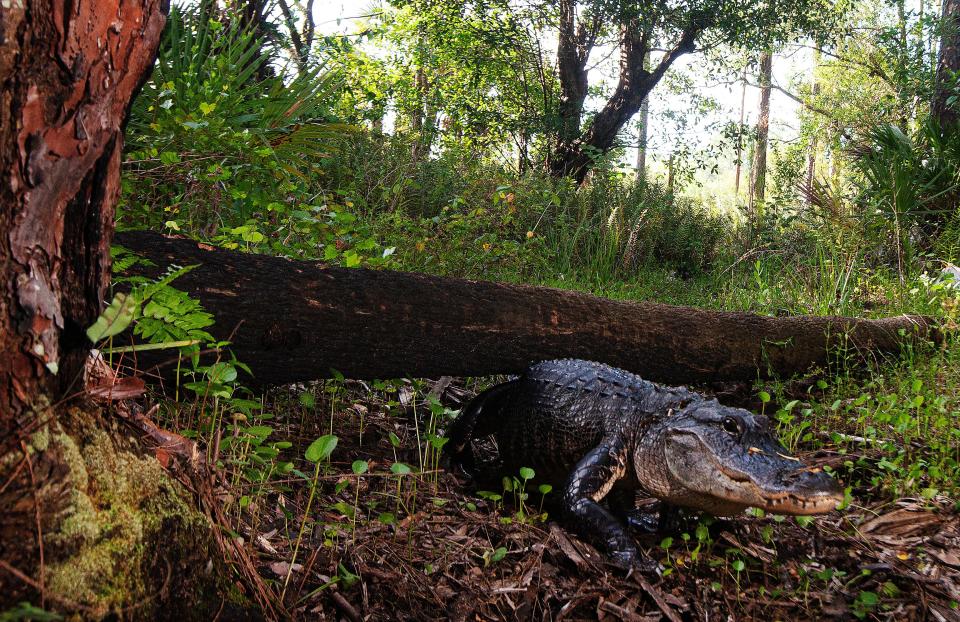 An alligator uses a trail  at Corkscrew Regional Ecosystem Watershed in Collier to move between bodies of water on July 4, 2022. The reptile was photographed using a camera trap system.