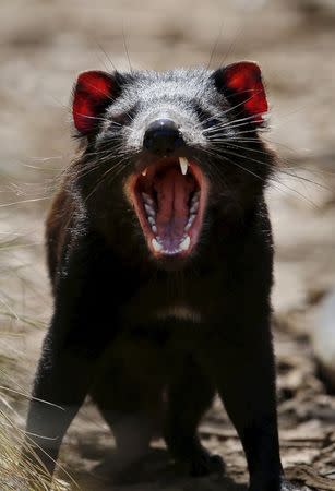 A Tasmanian Devil screeches in its enclosure before being shipped as part of a healthy and genetically diverse group to the island state of Tasmania, at the Devil Ark sanctuary in Barrington Tops on Australia's mainland, November 17, 2015. REUTERS/Jason Reed