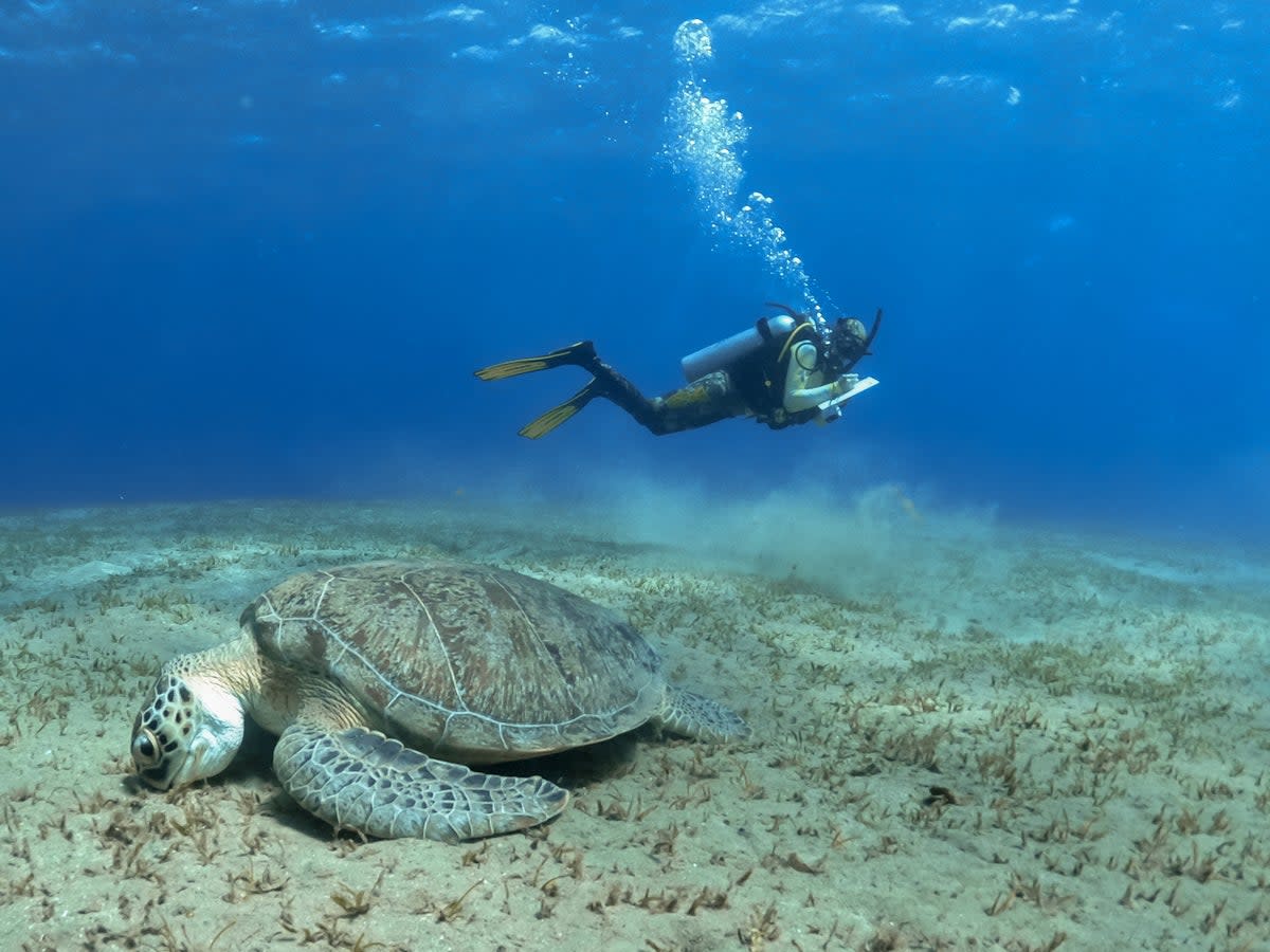 Red Sea Safaris dives combine marine-life spotting with data collection (Phoebe Smith)