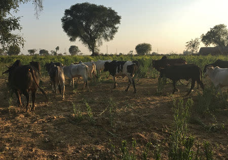 Stray cattle stroll in a mustard field in Mathura in Uttar Pradesh, India, January 29, 2019. REUTERS/Mayank Bhardwaj