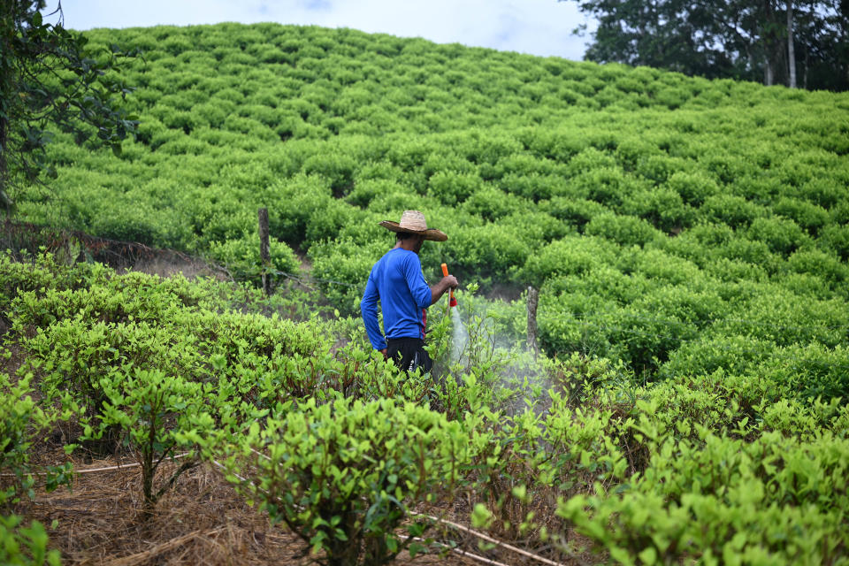 Un cocalero trabaja en cultivos de coca en el Cañón de Micay, una zona montañosa y bastión del Estado Mayor Central (EMC) en el departamento de Cauca, suroeste de Colombia, el 25 de marzo de 2024. (Foto: RAUL ARBOLEDA/AFP via Getty Images)