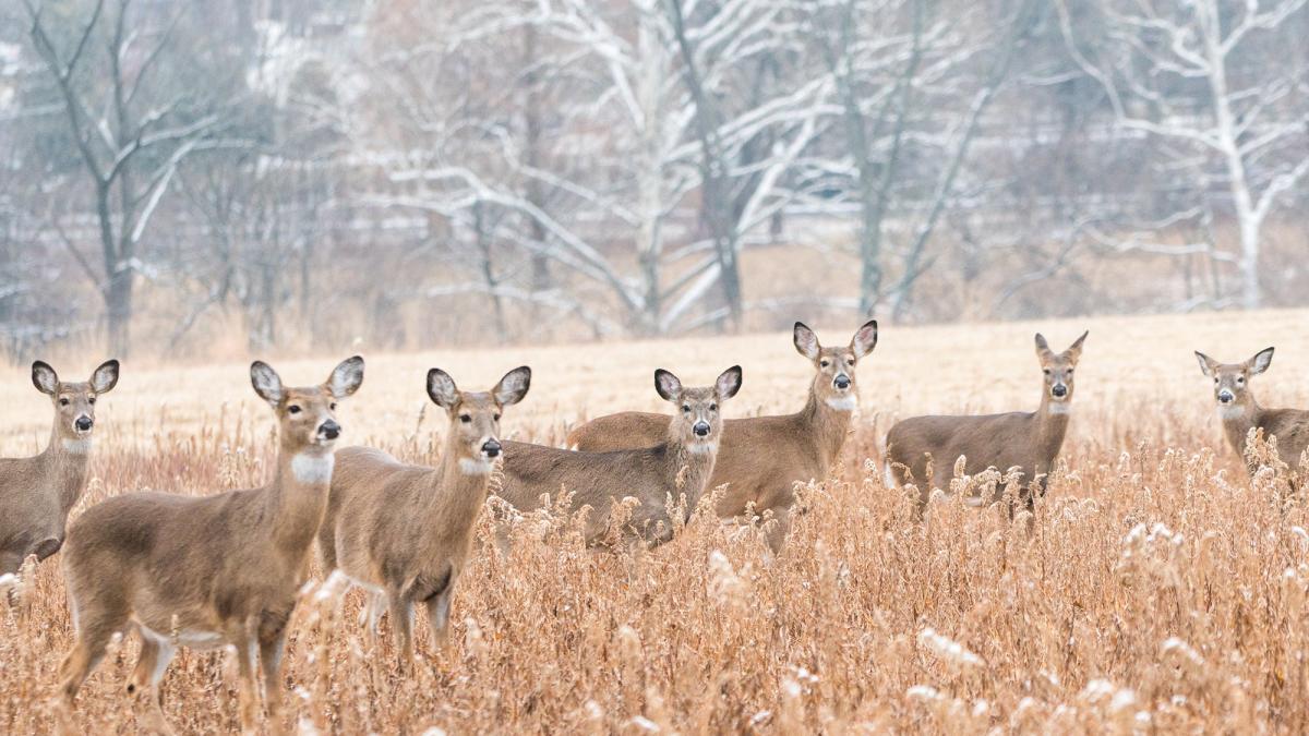 What Is A Group Of Deer Called