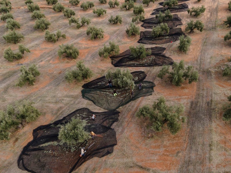 A field of olive trees with several of them prepared with collection nets to collect the olives after shaking the tree.