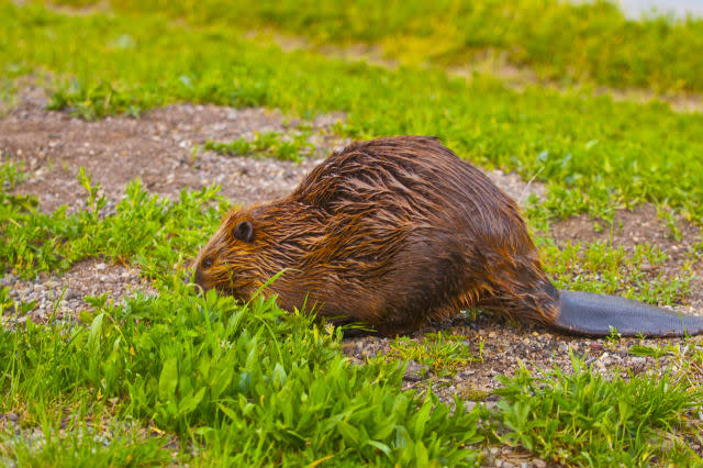 Close-up shot of a wild beaver eating a grass by the lake in Yellowstone