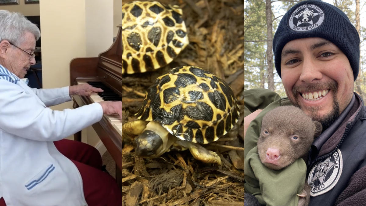 Houston Zoo's 90-year-old tortoise 'Mr. Pickles' is a first-time