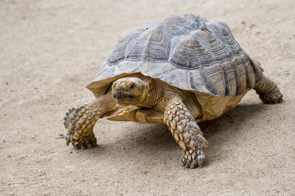 African spurred tortoise / sulcata tortoise (Centrochelys sulcata / Testudo sulcata) native to Africa