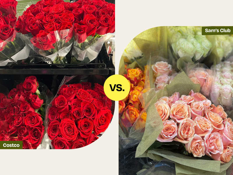 Roses from Costco on left, Sam's Club on right