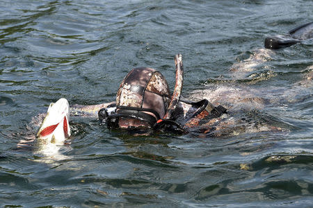 Russian President Vladimir Putin swims holding a fish he caught during the hunting and fishing trip which took place on August 1-3 in the republic of Tyva in southern Siberia, Russia, in this photo released by the Kremlin on August 5, 2017. Sputnik/Alexei Nikolsky/Kremlin via REUTERS