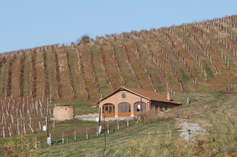 A vineyard in Beregove, a small Ukrainian town near the Hungarian border, which winegrowers say has a special microclimate