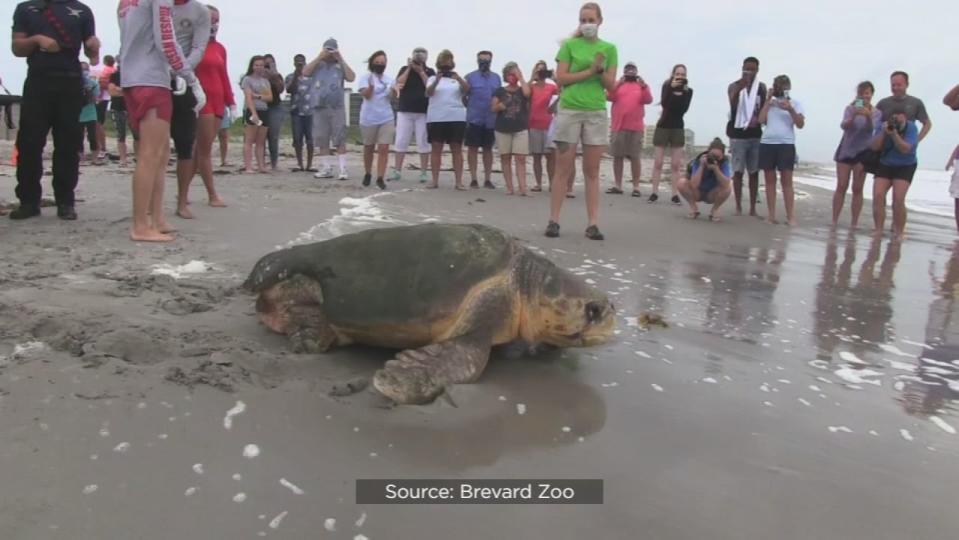 A 370-pound loggerhead sea turtle named Perseverance made her return to the ocean on Tuesday after a three-month stay at the zoo’s Sea Turtle Healing Center.