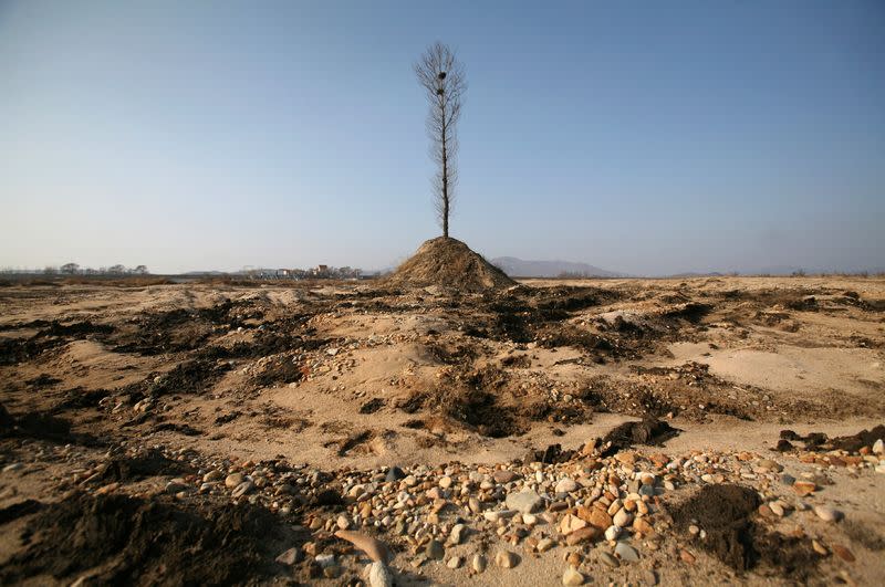 FILE PHOTO: A tree stands on the dried-up riverbed of Ai River in Dandong