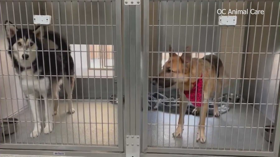 Dogs needing emergency foster homes amid the local state of emergency caused by the destructive hangar fire in Tustin. (KTLA)