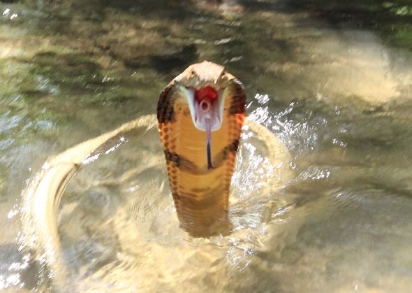 Photographer captures king cobra strike