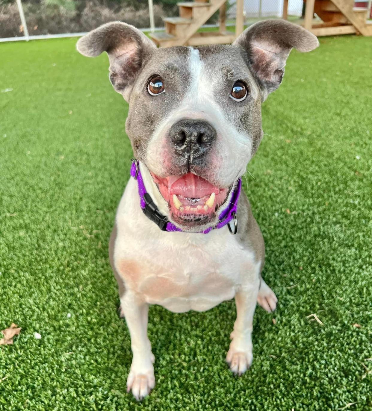 Gracie, a 9-year-old Pit Bull mix, is trained, friendly, and available for adoption at the Monmouth County SPCA in Eatontown.