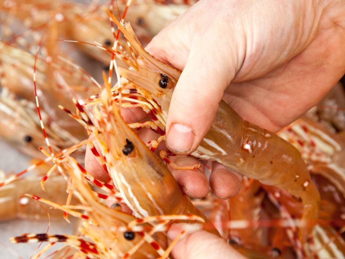 DFO says 'tubbing' will be allowed to continue but is restricting the size of packaging for 2023 and requiring it to be transparent so inspectors have ready access to evaluate whether the catch meets size and species regulations. (Chefs’ Table Society of British Columbia - image credit)