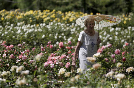 A woman with a parasol views a rose garden in Regents Park in London, Britain July 19, 2016. REUTERS/Neil Hall