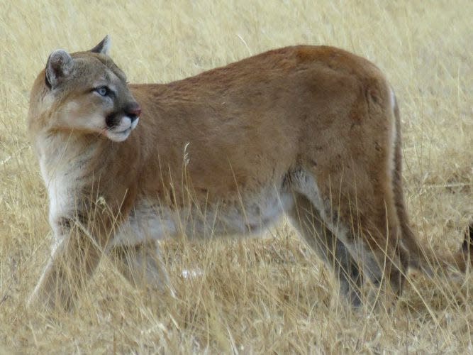 An Estes Park photographer captured a mountain lion fending off three coyotes from an elk it killed near Estes Park, Colo., on March 11, 2024.
