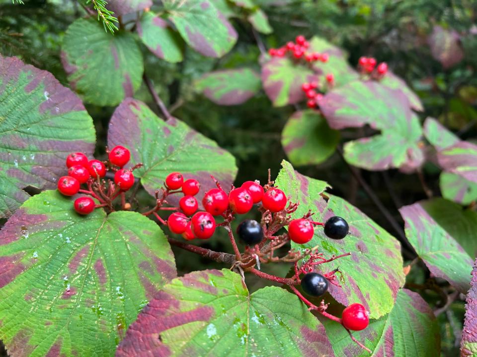 Hobblebush is type of shrub that grows in the eastern U.S. and Canada and has white or pink flowers and purple-black berries.