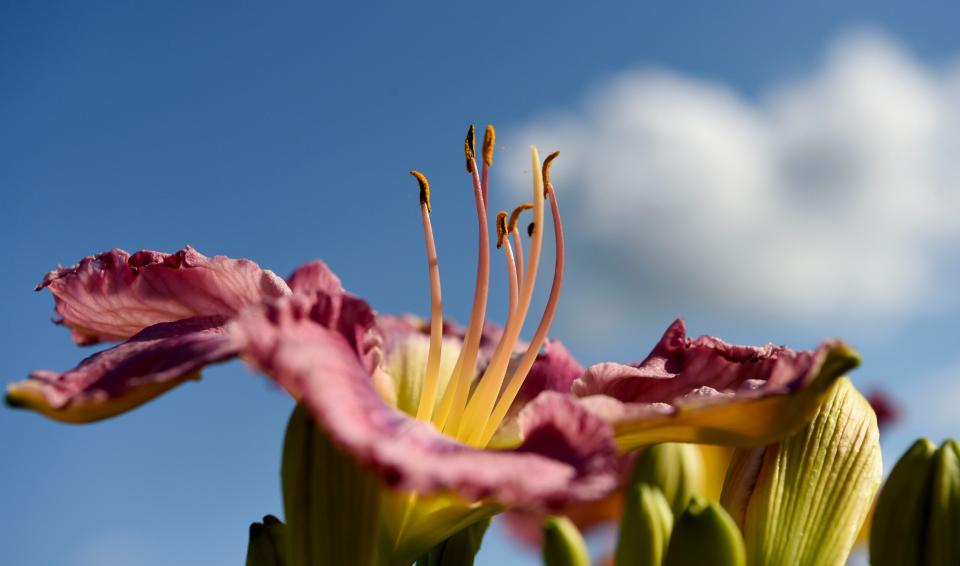 May 20 2024; Gordo, AL, USA; “Liquid Lavender” is one of the 600 varieties of daylily at the Holliman family farm in Gordo.