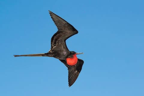 The unmistakable sight of a frigatebird in flight - Credit: ISTOCK