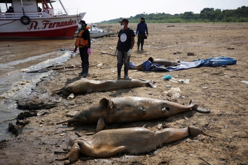 Death of dolphins in Amazon linked to severe drought and heat