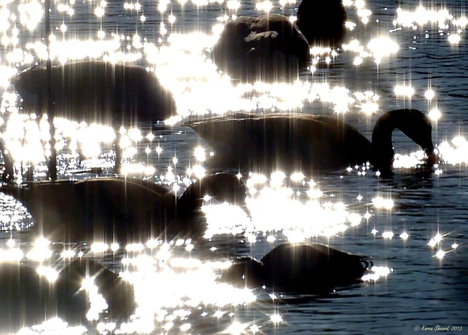 Canada Geese sun dipping