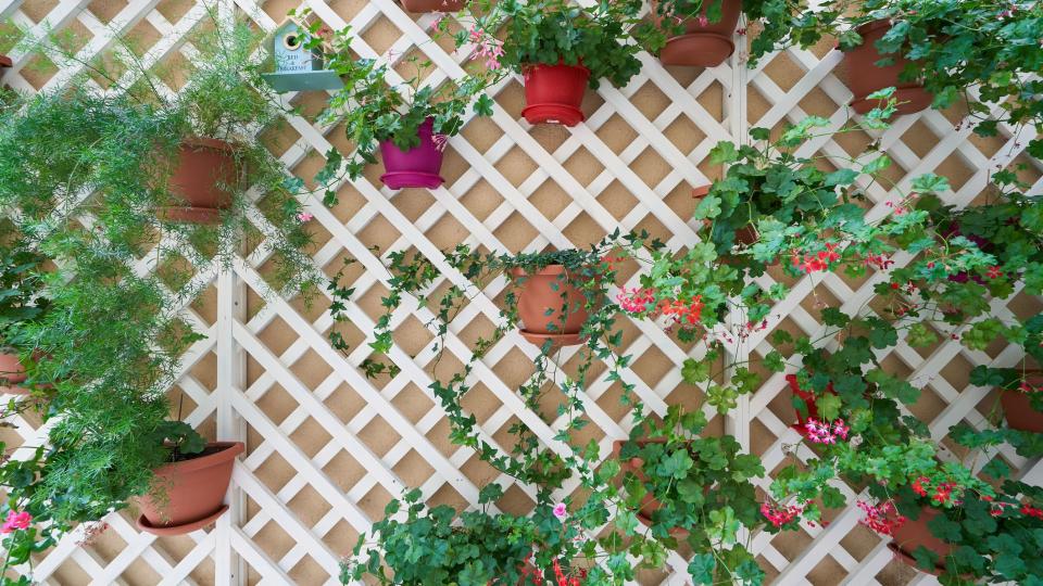 Lattice privacy wall with hanging flowers