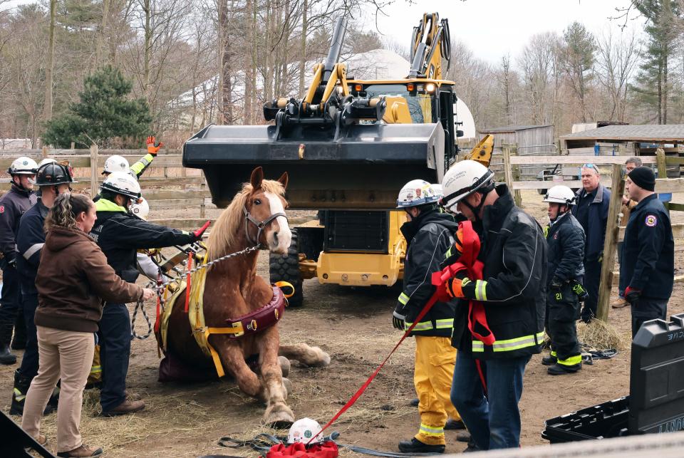 Bristol County Technical Rescue and Raynham firefighters performed an animal rescue operation after George the horse couldn't get up after his legs fell asleep at a farm on Locust Street on Monday, Feb. 6, 2023.