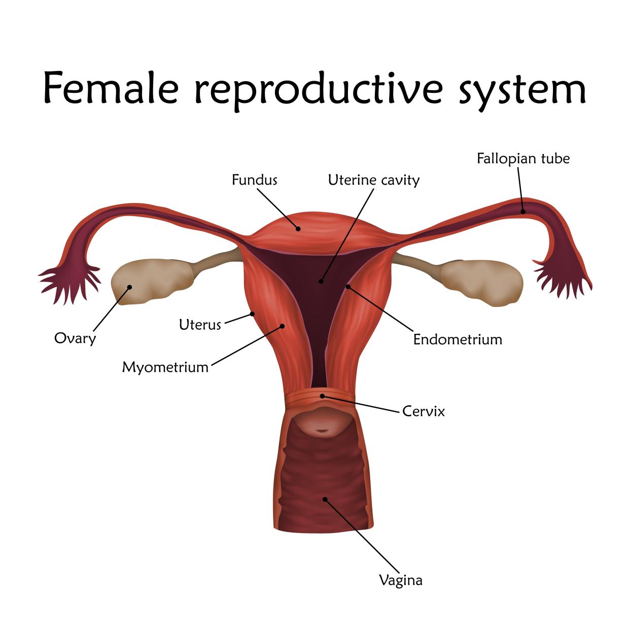 Female reproductive system with labels, illustration.