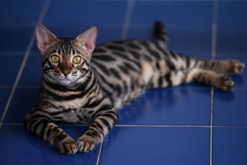 Uno de los gatos confiscados en una foto tomada durante la subasta en el refugio de animales en la provincia de Rayong