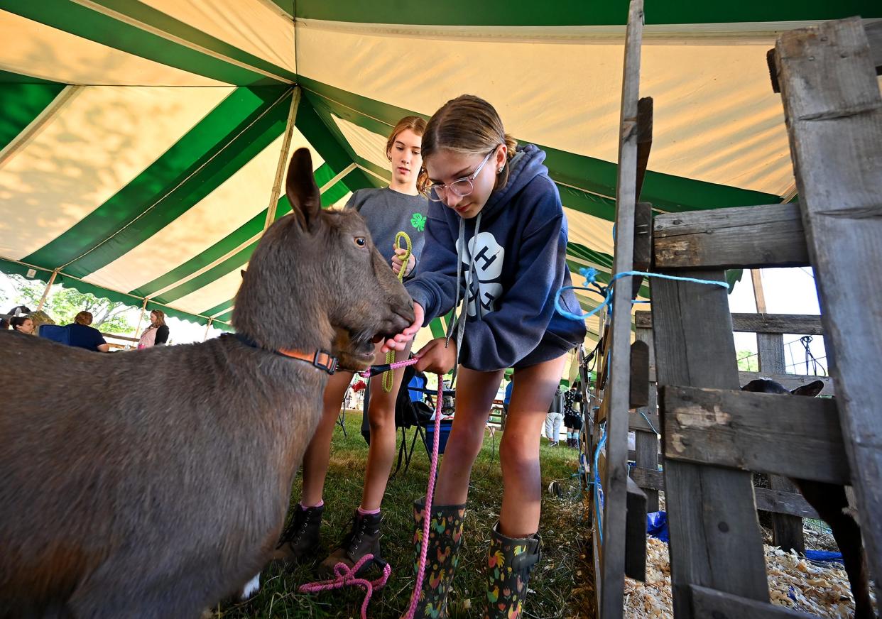 Jane Marshall, 13, of Shirley treats her goat, Declan, as she and Carolyn Mason, 14, get her family farm's goats ready for the goat show early Saturday morning at the Bolton Fair.