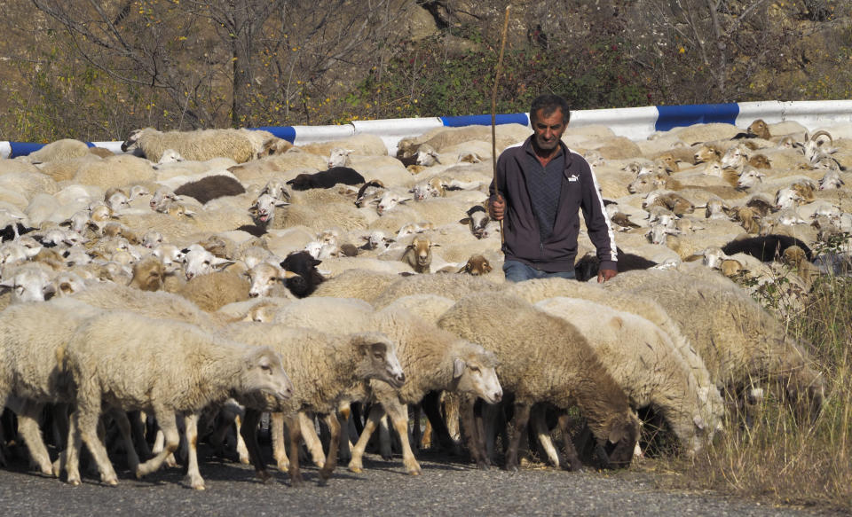 A shepherd drives a flock of sheep away from the front line outside Berdzor, the separatist region of Nagorno-Karabakh, Sunday, Nov. 1, 2020. Fighting over the separatist territory of Nagorno-Karabakh entered sixth week on Sunday, with Armenian and Azerbaijani forces blaming each other for new attacks. (AP Photo)