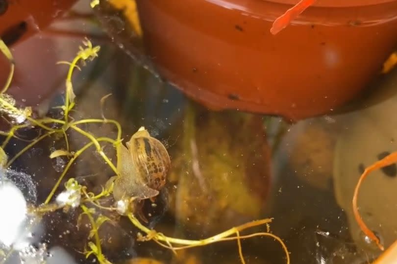 A pond snail making its way through the water