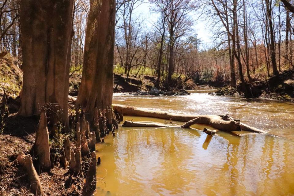 Turkey Creek is part of the Stevens Creek watershed that drains to the Savannah River near Augusta. This region is home to rare plants, and hiking the Turkey Creek Trail feels more like a visit to the mountains, despite it being only a short drive from the Lowcountry. The creek provides a unique juxtaposition between rocky waterfalls and majestic bald cypress, a tree that seems more at home in Lowcountry swamps and rivers.  