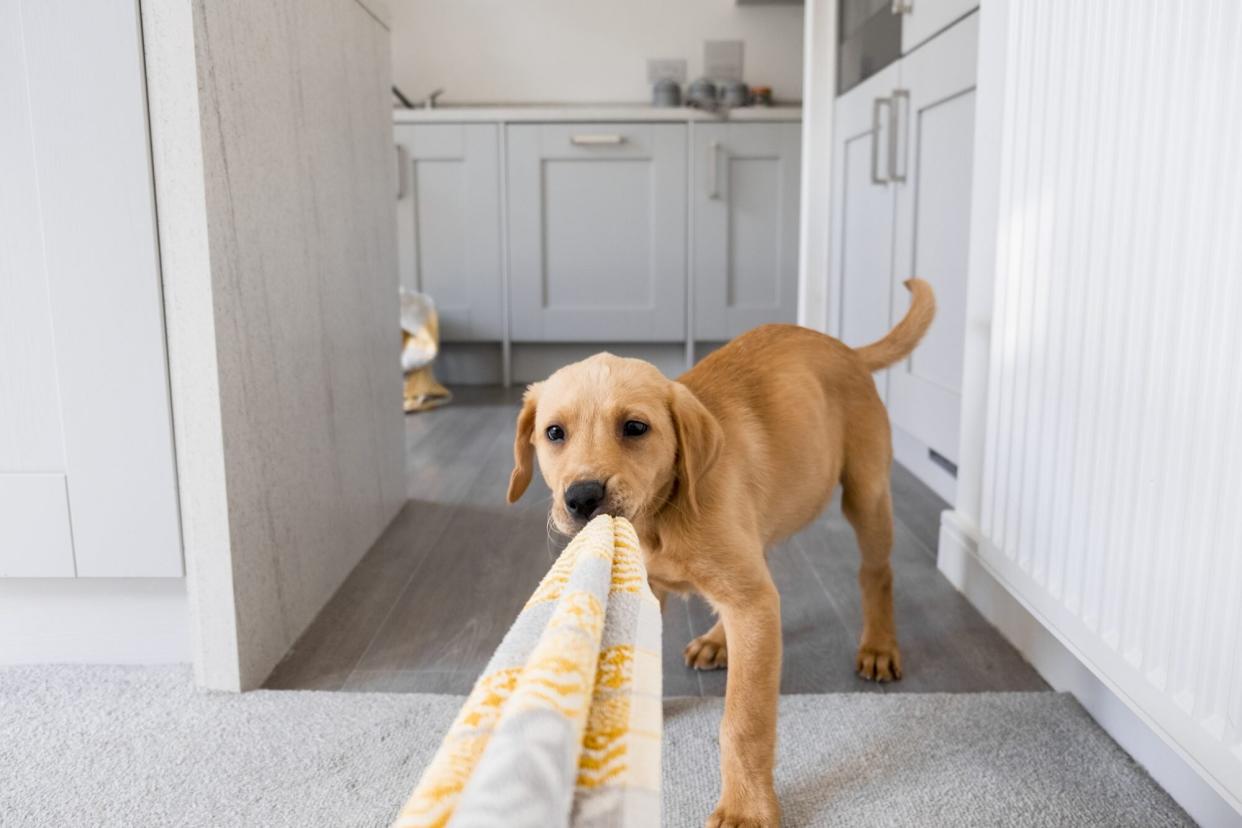 tan labrador retriever puppy plays tug of war with patterned towel