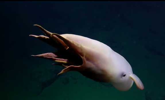 A Grimpoteuthis octopus.