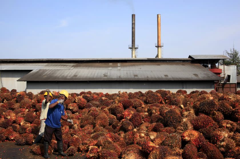 Workers collect palm oil fruits inside a palm oil factory in Sepang in this picture released September 21, 2014. — Reuters pic