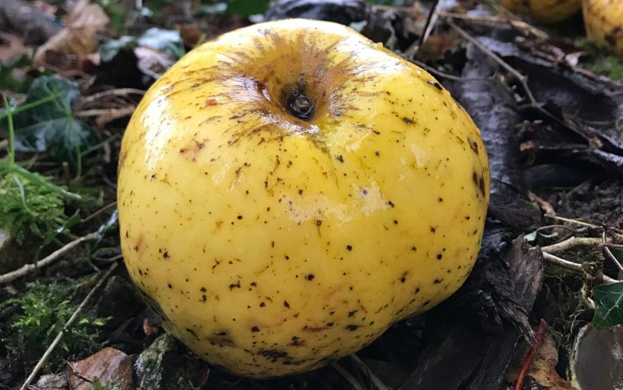 he apple initially flummoxed fruit experts and is thought to have dropped from a tree that could be 100 years old - PA