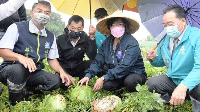 彰化縣西瓜災損8成　縣府爭取中央列災害補償區域