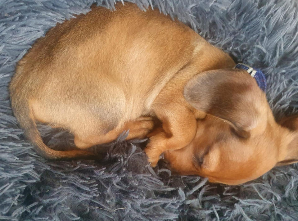 .Beloved sausage dog Jumbo, 14, was killed by Zipp E-scooter rider on a pavement in Wycombe, Bucks. The incident has left owner Sue Reynolds, 72, devastated.  See SWNS story SWCAscooter; 	