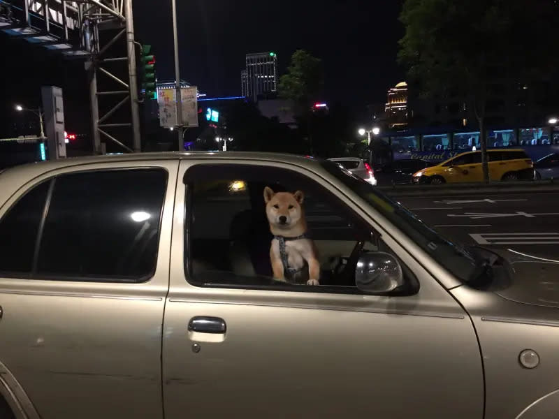 ▲台北市犬貓飼養基本照護規則第6條已明定，明文規定飼主不得將寵物貓狗單獨留在汽車內。示意圖與內文案件無關。（圖／取自台北市動物保護處）