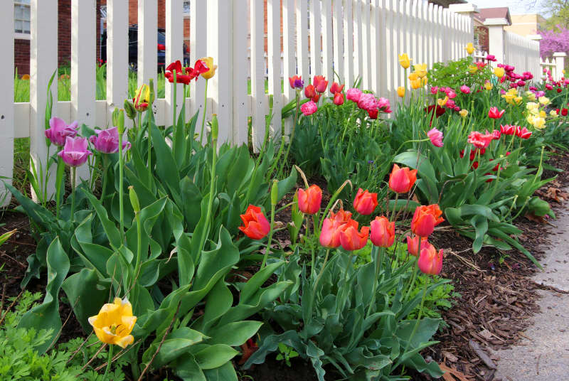 Spring time nature background with flowers.